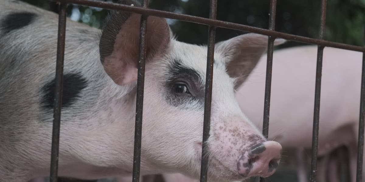 Ngano Dili Mokaon ang Baboy? Why Your Pig Stopped Eating