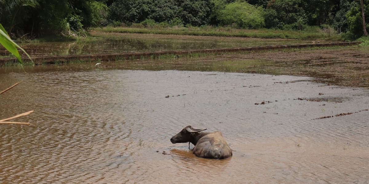 Unsaon Pag-Inject sa Baboy? Pig Injection Guide