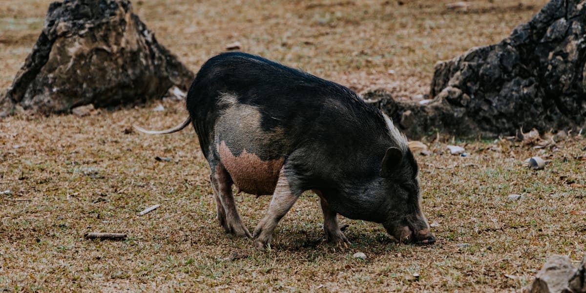 How to Estimate Pig Weight Without a Scale