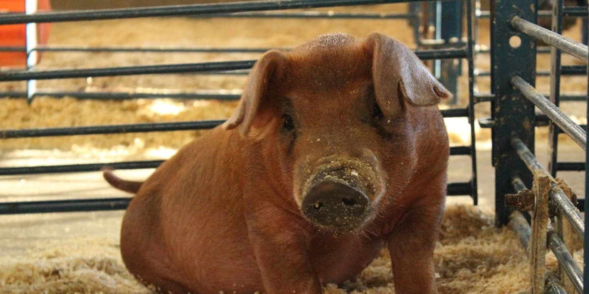 How to Tell When Your Sow Is in Heat (Standing Heat Test)