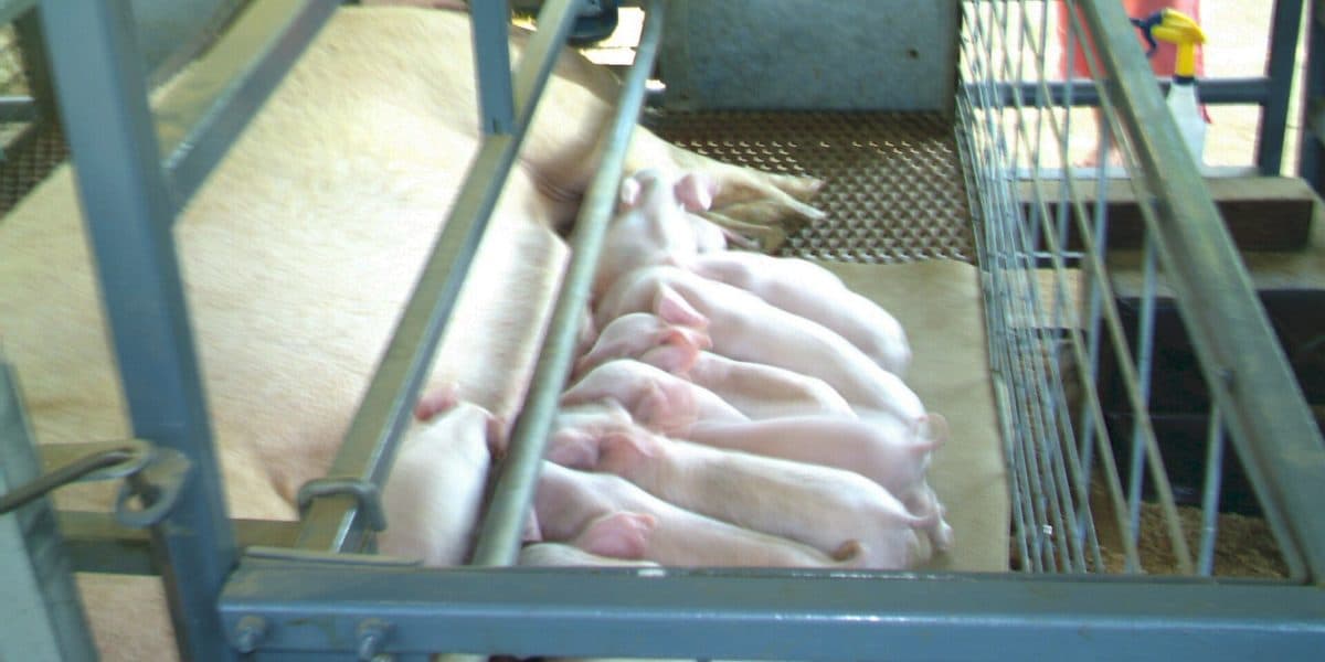 Difficult Farrowing: What to Do When the Sow Can't Deliver